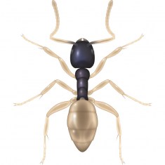 Ghost Ant
